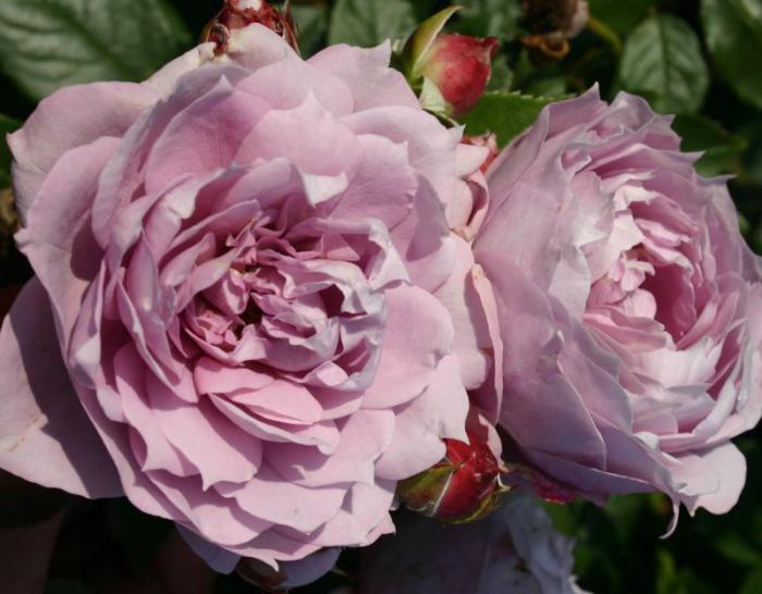 Raznovrsne ruže Floribunda