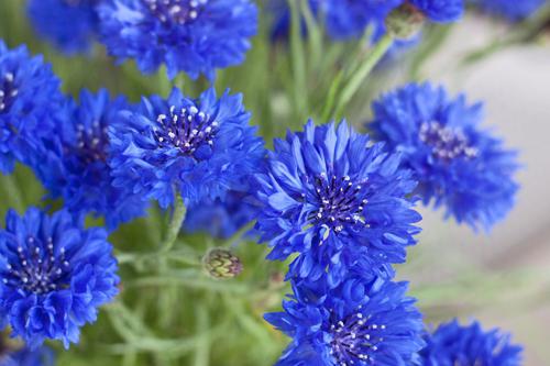 fiore blu fiordaliso