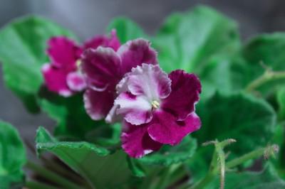 виолетово домашно цвете