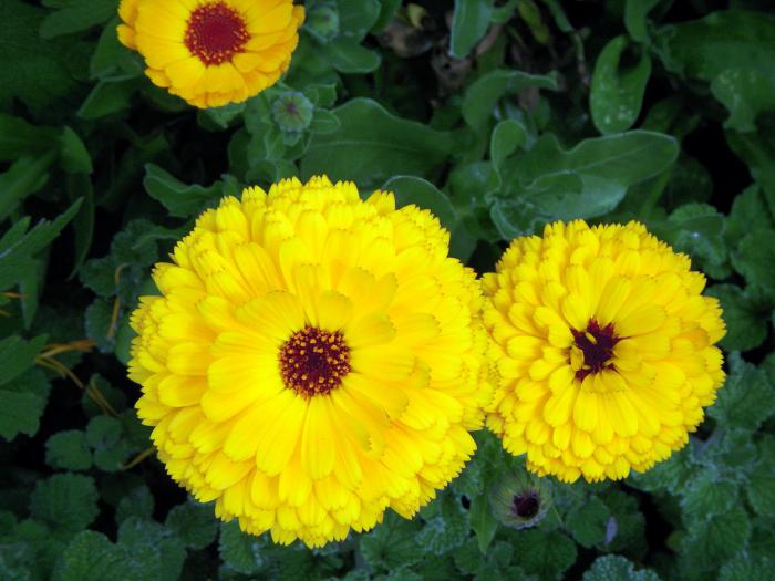 биљка са жутим цветовима