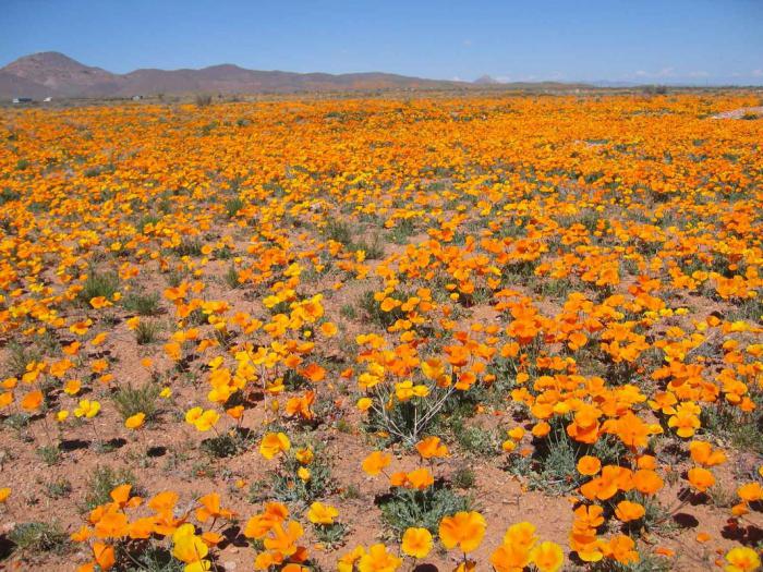 fiori del deserto
