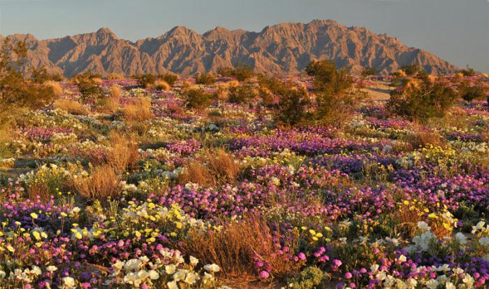 fiori del deserto