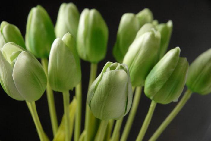 tulipány bílé zelené