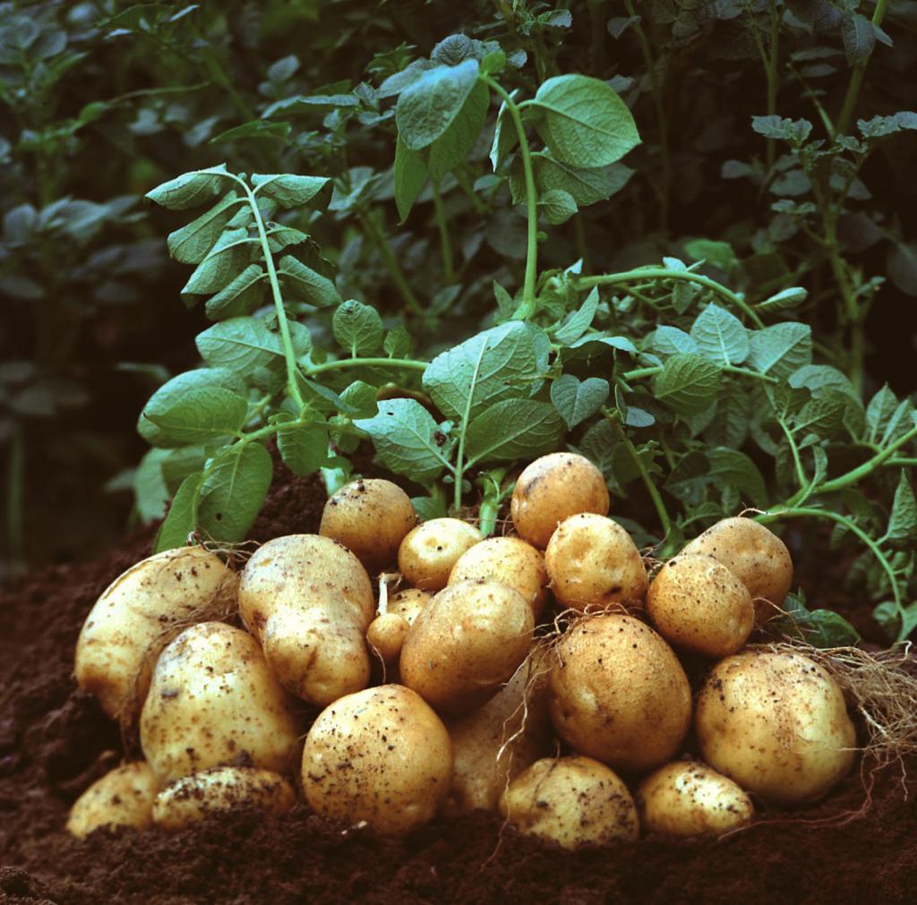 foliarna prehrana krompirja s kalijem