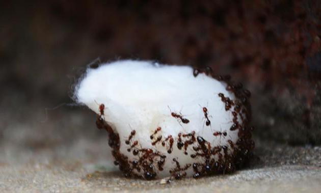 mravlje na parceli