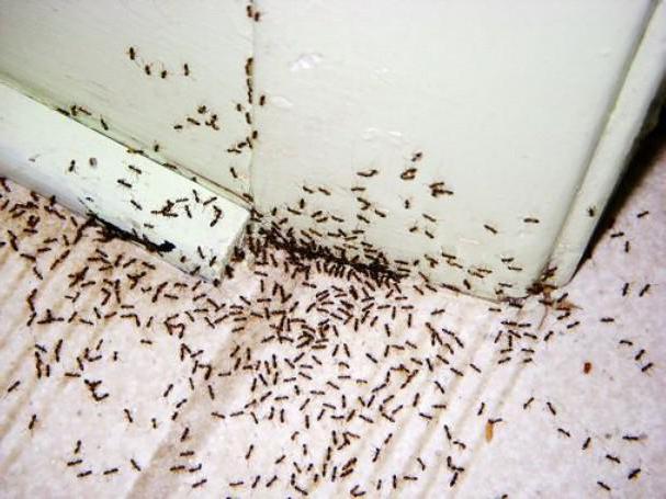 kako se riješiti mrava narodnih lijekova