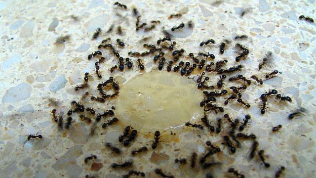 ammoniaca dalle formiche
