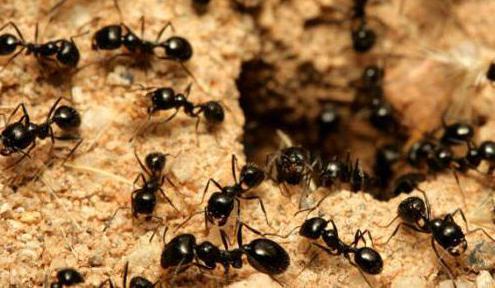 какво да обработвате от мравки