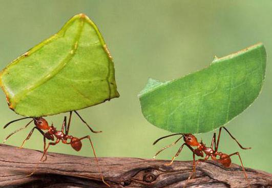 produkty mrówek