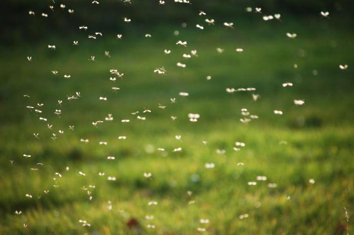 народни лек за мушице и комарце