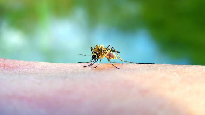 zaštita od blackflies i komaraca narodnih lijekova