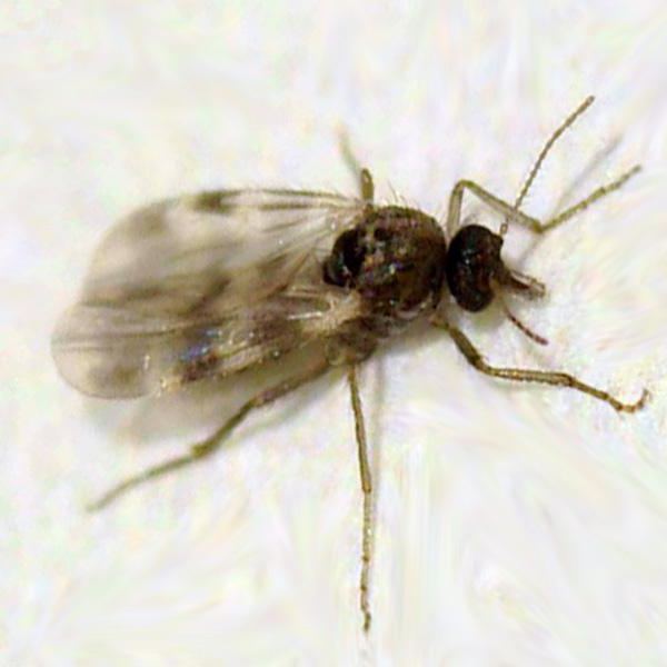 środki ludowe po ukąszeniach komarów i muchach