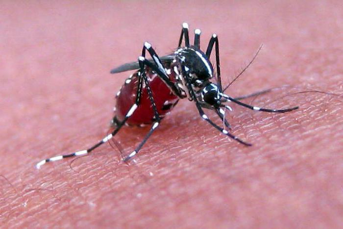 rimedi popolari per zanzare e mosche a casa