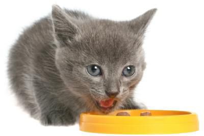 cibo per gatti bozit
