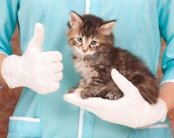 cibo per gatti bozita esamina i veterinari