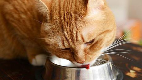 mačke hrane felix pregledi