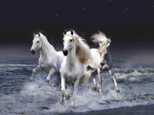 co oznacza sen, biały koń