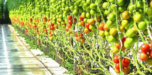 оформяне на доматен храст в оранжерия