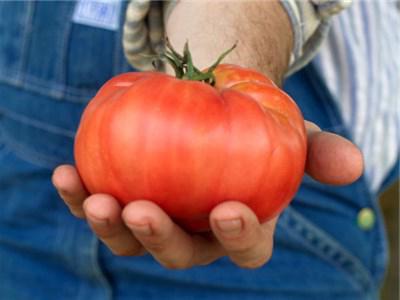 подхранване на домати в оранжерията