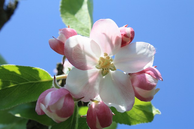 jablečný květ na větvi