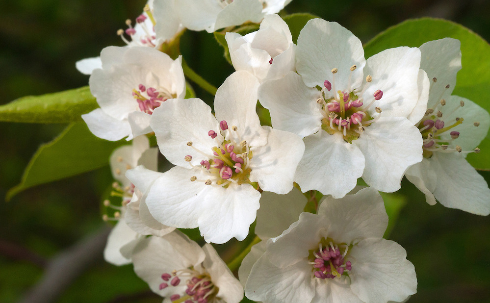fiori di mela bianca