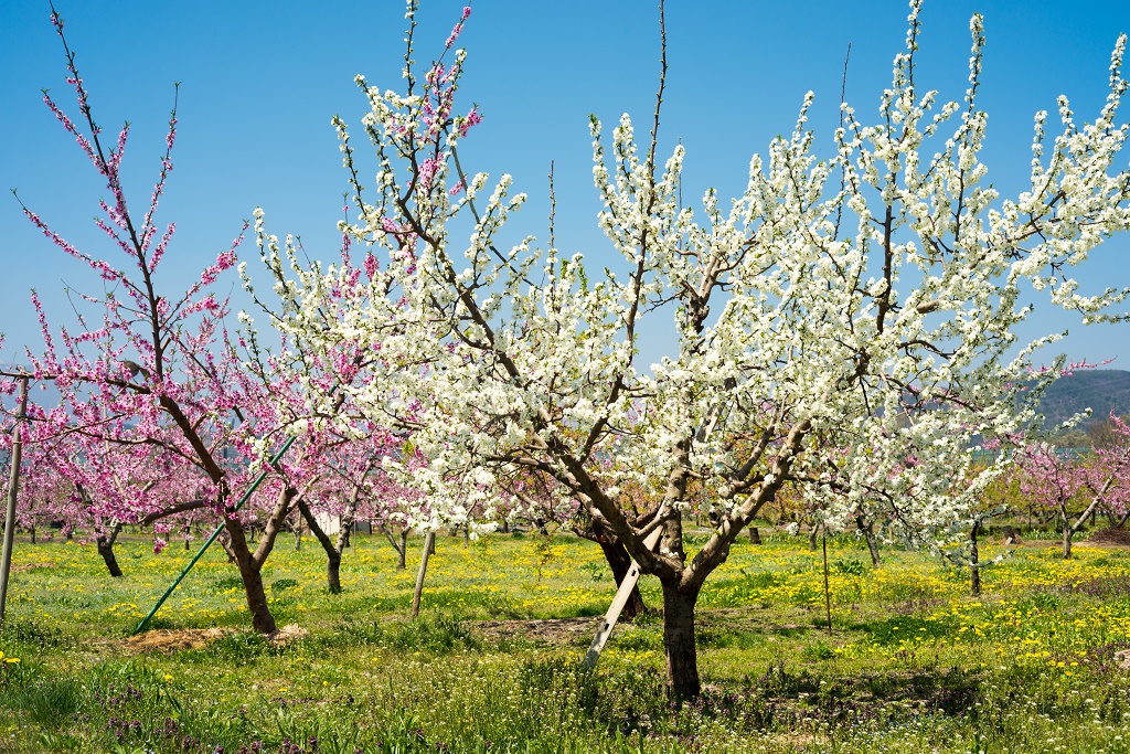 alberi di mele in fiore