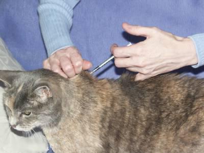 дозирање фоспренила за мачке
