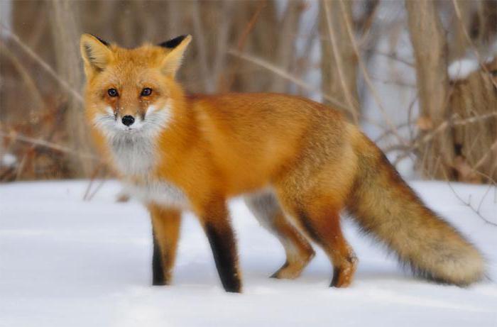 délka života lišky