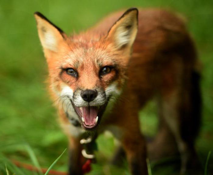 продължителност на живота на лисицата в природата
