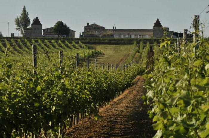 Bordeaux vinske ocene