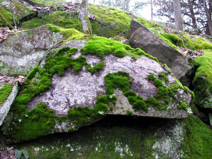 mahovine koje rastu na kamenju