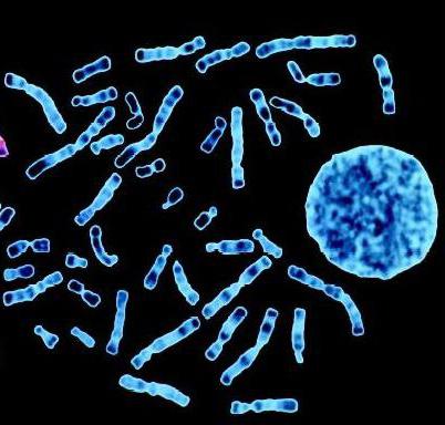 struttura cromosomica