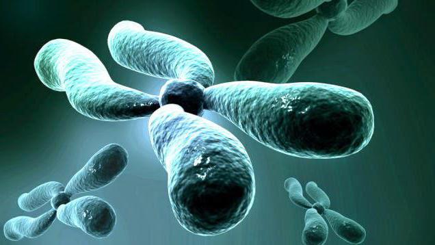 struktura kromosomov evkariontskih celic
