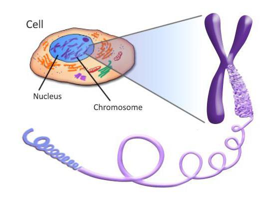 struktura kromosomov