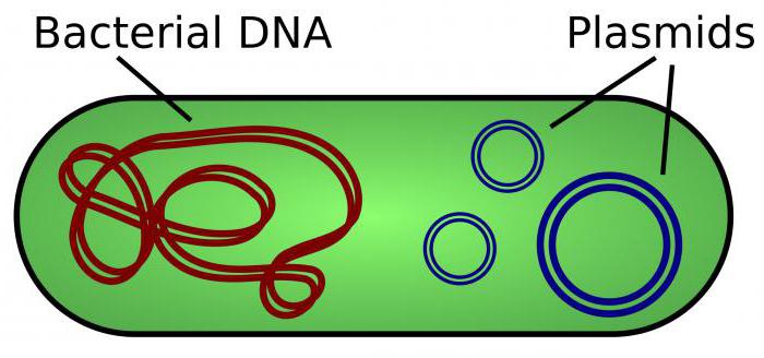 структурата на хромозомата на бактериите