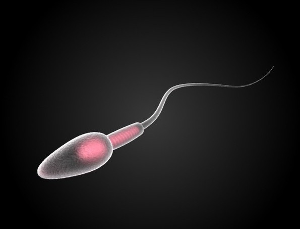 Vlastnosti struktury spermatu