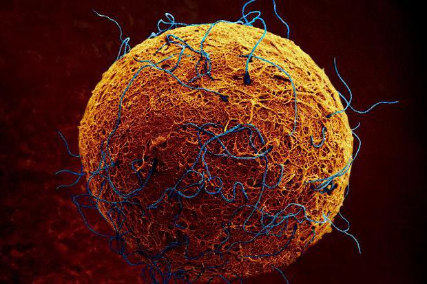 Značilnosti strukture jajčec in sperme