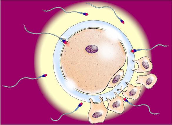 Struktura in funkcija sperme