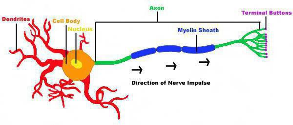 Struktura a funkce neuronu
