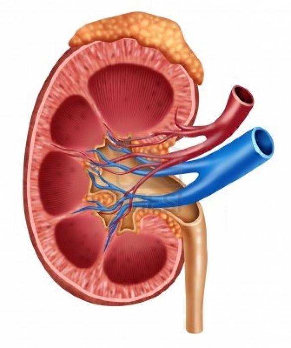 Vnitřní struktura ledvin