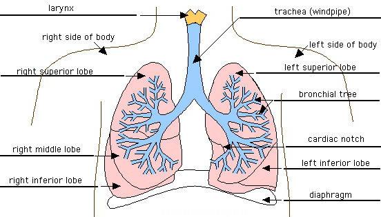 strukturo človeških pljuč