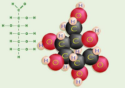 функција угљених хидрата у ћелији