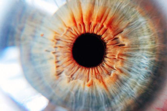 lente della struttura e della funzione dell'occhio