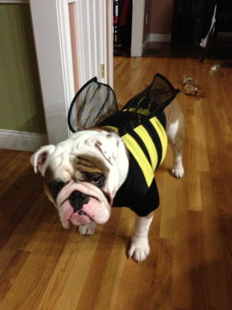 Včelí kostým