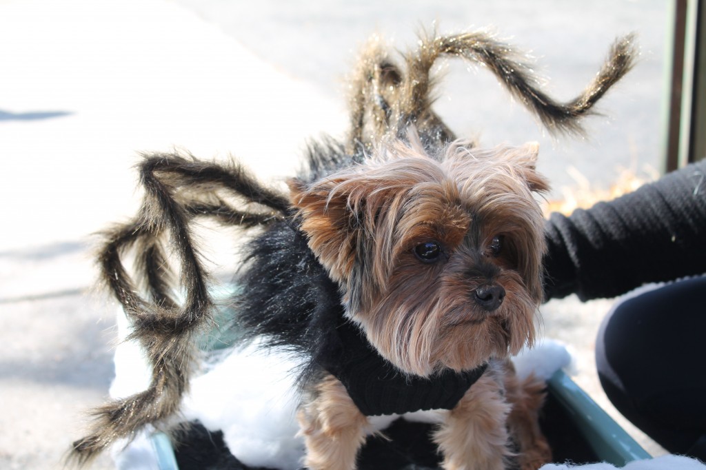 Spider kostim