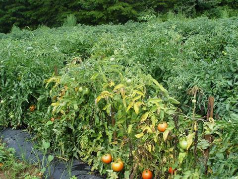 fusarium увяхване на доматите