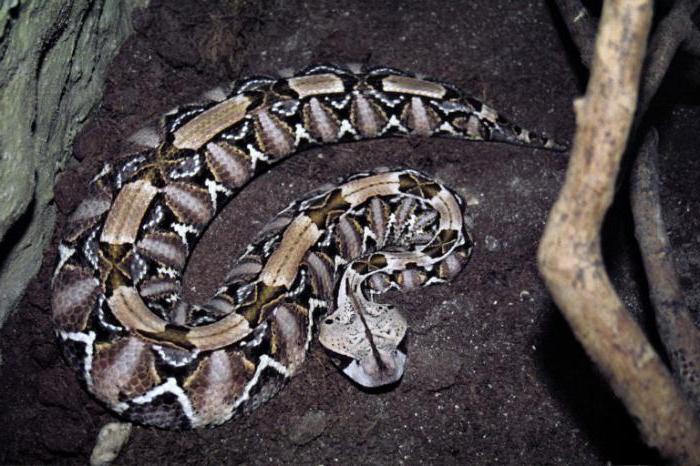 gabon viper habitat