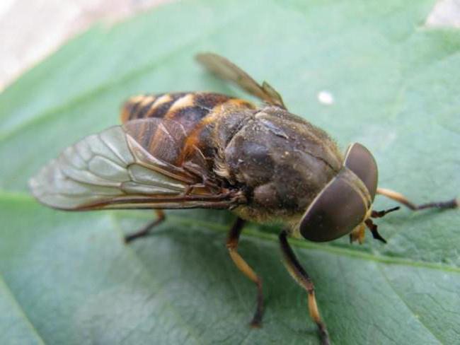 a gadfly parazita a féreg kifejlesztése röviden