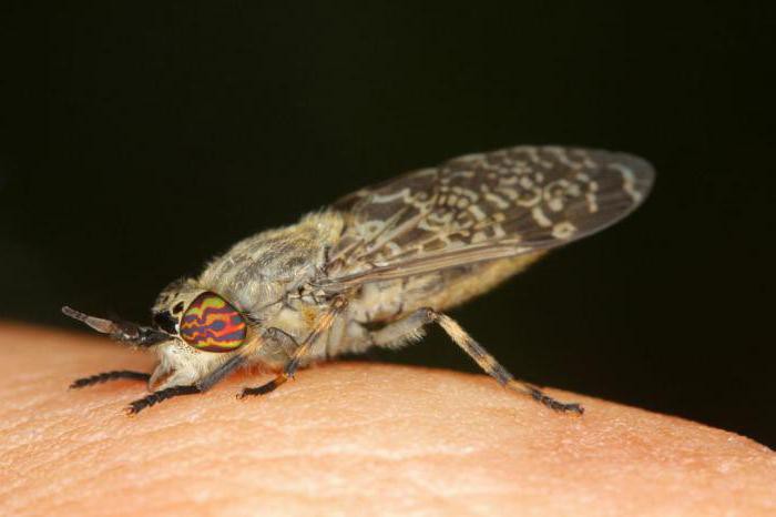 gadfly insekt, kako se boriti