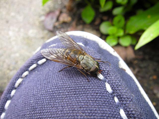 a gadfly parazita)